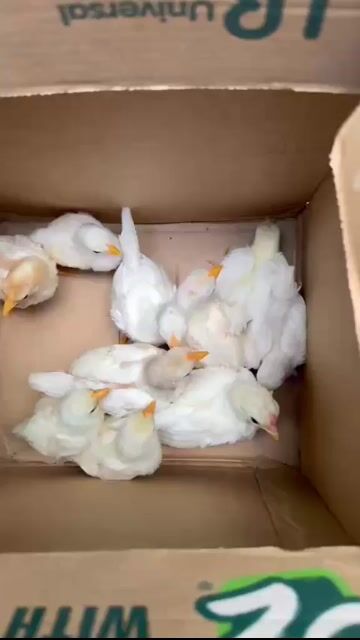 Gà tre bắc. Mua bán Gà tại Thành phố Thủ Đức Tp Hồ Chí Minh được đăng bởi Hồng hảo hình 1