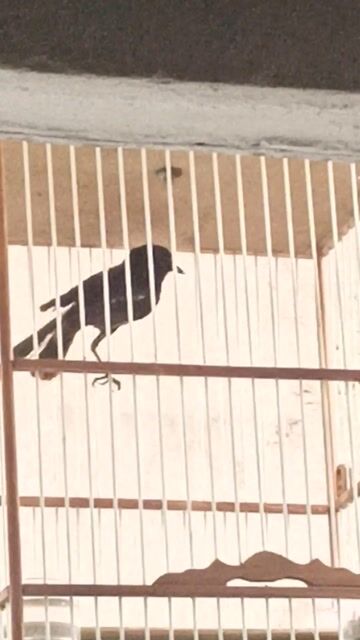 Chim Đất bồi cám cứng. Mua bán Chim tại Quận 12 Tp Hồ Chí Minh được đăng bởi Nguyễn Thành Công  hình 1