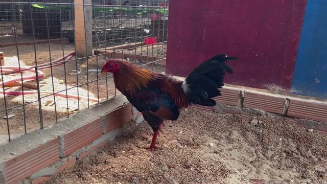 Gà Asill Hatch 1kg550 . 7 tháng .Trại Gà Nghĩa Q12. Mua bán Gà tại Huyện Hóc Môn Tp Hồ Chí Minh được đăng bởi Trại Gà Tre Nghĩa Q12  hình 1