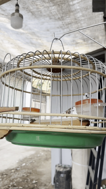 Chim cu gáy Nâu trắng dạn người. Mua bán Chim tại Quận Bình Tân Tp Hồ Chí Minh được đăng bởi hải hình 1