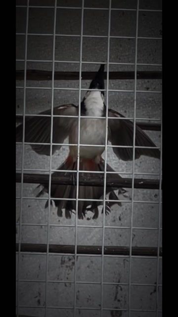 Bổi cám gà. Mua bán Chim tại Quận Liên Chiểu Đà Nẵng được đăng bởi Tuấn Dương hình 1