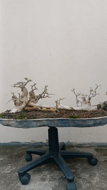 Cầu duối đẹp dài 90cm. Mua bán Cây cảnh, đồ trang trí tại Huyện Quốc Oai Hà Nội được đăng bởi Nguyễn Tiến Anh hình 1