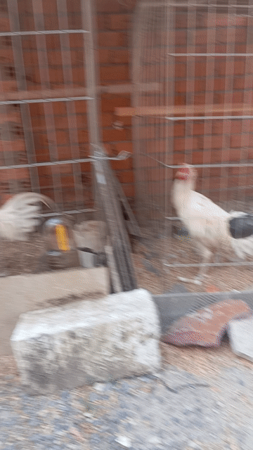 gà tơ lỗi lườn. . Mua bán Gà tại Thành phố Thủ Đức Tp Hồ Chí Minh được đăng bởi mã thành hiếu hình 1