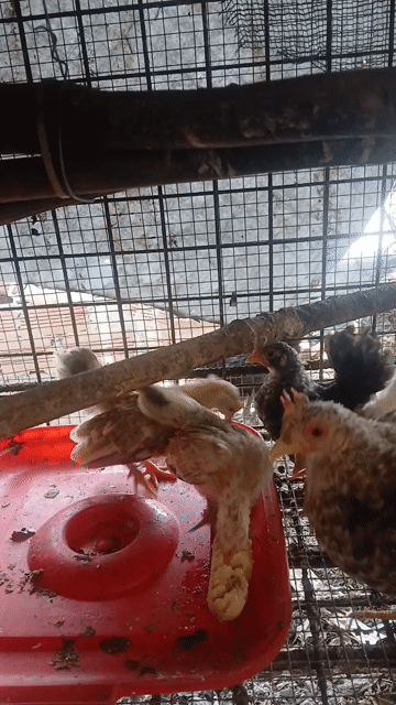 Gà Serama 2 tháng 2 trống 2 mái. Mua bán Gà tại Quận 6 Tp Hồ Chí Minh được đăng bởi Chưởng Tô hình 1
