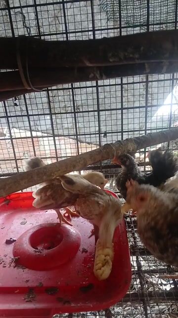 Gà Serama 2 tháng 2 trống 2 mái. Mua bán Gà tại Quận 6 Tp Hồ Chí Minh được đăng bởi Chưởng Tô hình 1