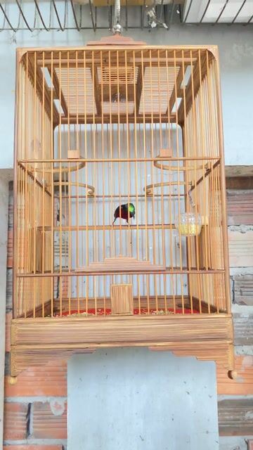 Cả bộ hút mật,chim khiển tay,lồng tre tia hàng ki. Mua bán Chim tại Quận Ninh Kiều Cần Thơ được đăng bởi An hình 1