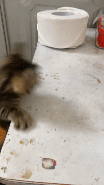 Mèo Bengal 2 tháng tuổi đực cái. Mua bán Mèo tại Quận Cầu Giấy Hà Nội được đăng bởi Hang Nguyen hình 1