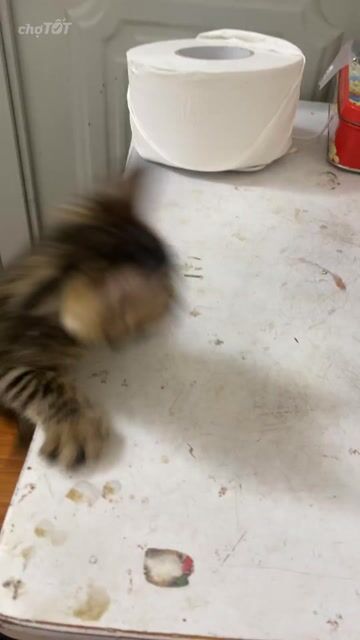 Mèo Bengal 2 tháng tuổi đực cái. Mua bán Mèo tại Quận Cầu Giấy Hà Nội được đăng bởi Hang Nguyen hình 1