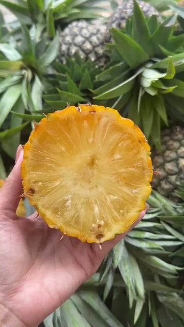 Sầu riêng Thơm Mật Đắk Lắk 3kg. Mua bán Đồ ăn, thực phẩm và các loại khác tại Quận Phú Nhuận Tp Hồ Chí Minh được đăng bởi Hà Nhi Cao hình 1