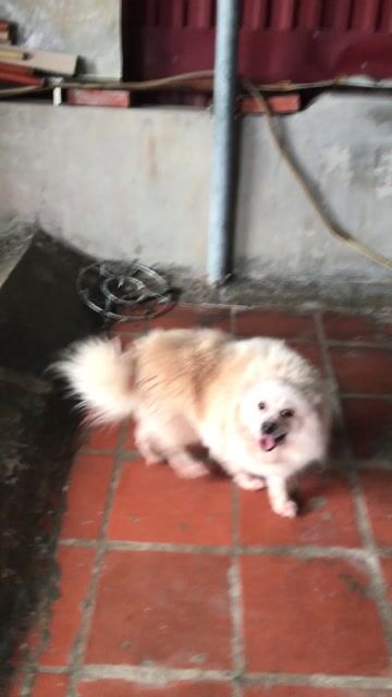 Chó Phốc Sóc cái màu trắng kem. Mua bán Chó tại Quận Hai Bà Trưng Hà Nội được đăng bởi Anh Nam hình 1