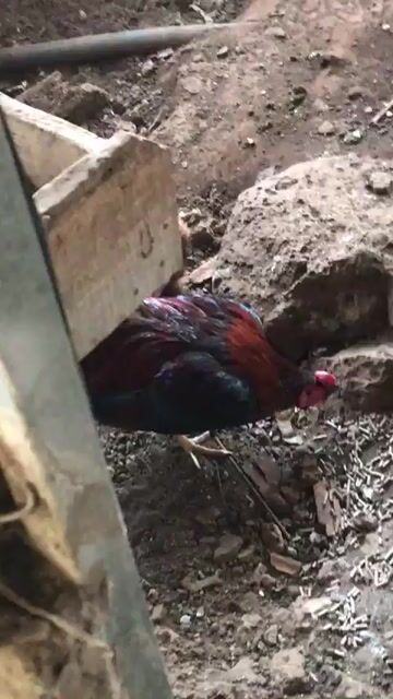 Gà tre Mỹ đực gà tơ khỏe mạnh. Mua bán Gà tại Huyện Thống Nhất Đồng Nai được đăng bởi Trâmminhon hình 1