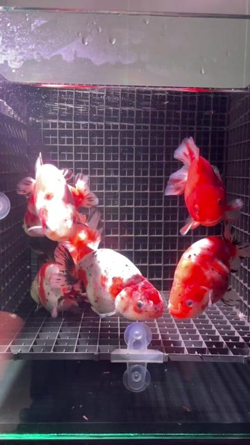 combo 8 bé cho ae đón tết 4.5-5n yếu. Mua bán Thú cưng khác tại Huyện Cờ Đỏ Cần Thơ được đăng bởi MeCaVang VN hình 1