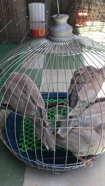 2 cặp cu pháp gáy,. Mua bán Chim tại Quận 3 Tp Hồ Chí Minh được đăng bởi Ng Tèo hình 1