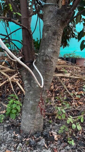 Thanh lý gốc Khế gần 15 năm tuổi - Gốc to. Mua bán Cây cảnh, đồ trang trí tại Huyện Gò Công Tây Tiền Giang được đăng bởi Đình Văn hình 1