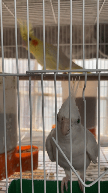 Vẹt Trắng vàng Cả hai. Mua bán Chim tại Quận Đống Đa Hà Nội được đăng bởi lính cứu hoả  hình 1