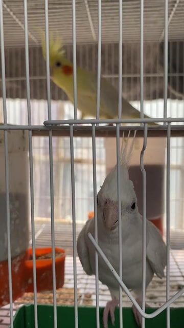 Vẹt Trắng vàng Cả hai. Mua bán Chim tại Quận Đống Đa Hà Nội được đăng bởi lính cứu hoả  hình 1