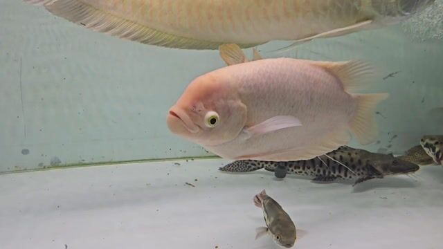 Cá Phát Tài Trống 4x. Mua bán Thú cưng khác tại Quận Gò Vấp Tp Hồ Chí Minh được đăng bởi Nguyễn Tùng hình 1