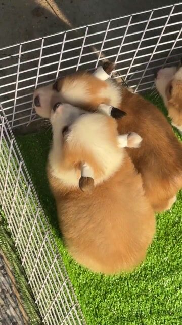 Chó Corgi vàng trắng khỏe mạnh. Mua bán Chó tại Huyện Bình Chánh Tp Hồ Chí Minh được đăng bởi mini pet house sài gòn hình 1