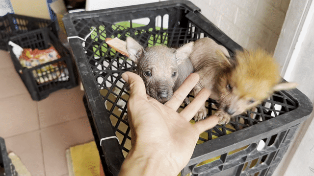 Cặp chó peru ko lông độc lạ hiếm. Mua bán Chó tại Quận 8 Tp Hồ Chí Minh được đăng bởi tân hình 1