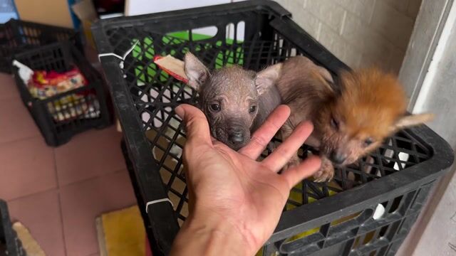 Cặp chó peru ko lông độc lạ hiếm. Mua bán Chó tại Quận 8 Tp Hồ Chí Minh được đăng bởi tân hình 1
