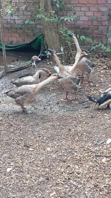 Ngỗng sư tử Choai Khỏe mạnh. Mua bán Thú cưng khác tại Huyện Trảng Bom Đồng Nai được đăng bởi Trần Lưu hình 1