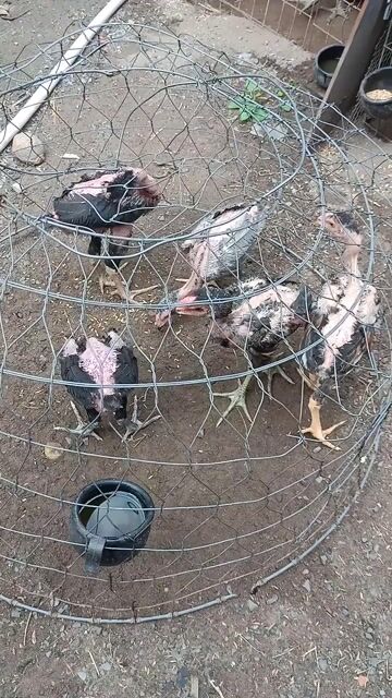 gà chọi con. Mua bán Gà tại Thành phố Thuận An Bình Dương được đăng bởi Thanh hình 1