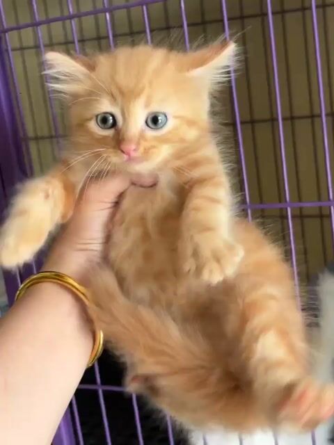 Cần tìm 🏠 cho bé. Mua bán Mèo tại Quận Cái Răng Cần Thơ được đăng bởi Duy Tân hình 1