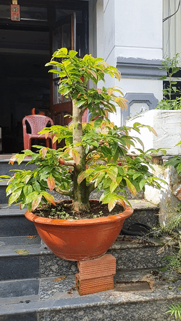 Mai ghép Cam Thiên Lộc cao 1m. Mua bán Cây cảnh, đồ trang trí tại Thành phố Thủ Đức Tp Hồ Chí Minh được đăng bởi vinhcaycanh hình 1