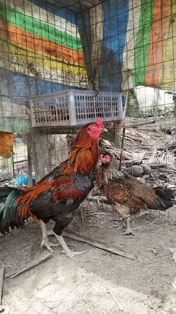 Gà giống sắp đẻ. Mua bán Gà tại Huyện Châu Thành A Hậu Giang được đăng bởi nui gà vì đam mê  hình 1