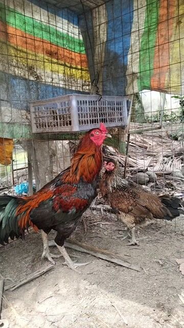 Gà giống sắp đẻ. Mua bán Gà tại Huyện Châu Thành A Hậu Giang được đăng bởi nui gà vì đam mê  hình 1