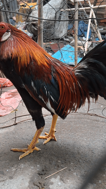 Gà Asil Đực Đỏ Đen. Mua bán Gà tại Huyện Bình Chánh Tp Hồ Chí Minh được đăng bởi khangminhlozz  hình 1