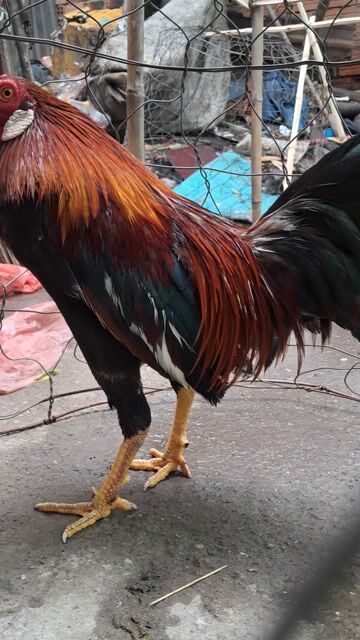 Gà Asil Đực Đỏ Đen. Mua bán Gà tại Huyện Bình Chánh Tp Hồ Chí Minh được đăng bởi khangminhlozz  hình 1