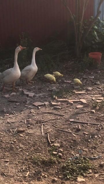 Ngỗng con Trắng, vàng. Mua bán Thú cưng khác tại Huyện Tam Bình Vĩnh Long được đăng bởi Hai hình 1
