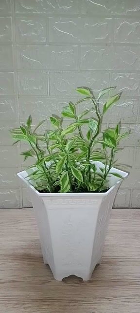 1 Chậu Hồng Tước San Hô Lá Sọc 5 Tháng Tuổi.. Mua bán Cây cảnh, đồ trang trí tại Quận Tân Bình Tp Hồ Chí Minh được đăng bởi Bách Hóa Philip hình 1