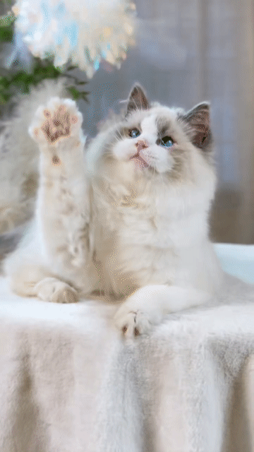 Mèo Ragdoll đực 6 tháng màu Seal. Mua bán Mèo tại Thành phố Thủ Đức Tp Hồ Chí Minh được đăng bởi DƯƠNG MINH TRÍ VĨNH hình 1