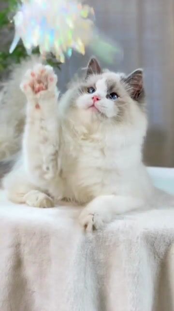 Mèo Ragdoll đực 6 tháng màu Seal. Mua bán Mèo tại Thành phố Thủ Đức Tp Hồ Chí Minh được đăng bởi DƯƠNG MINH TRÍ VĨNH hình 1