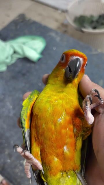 Vẹt Sun Conure Vàng Xanh Cam. Mua bán Chim tại Huyện Nhà Bè Tp Hồ Chí Minh được đăng bởi Nguyễn đức lợi hình 1