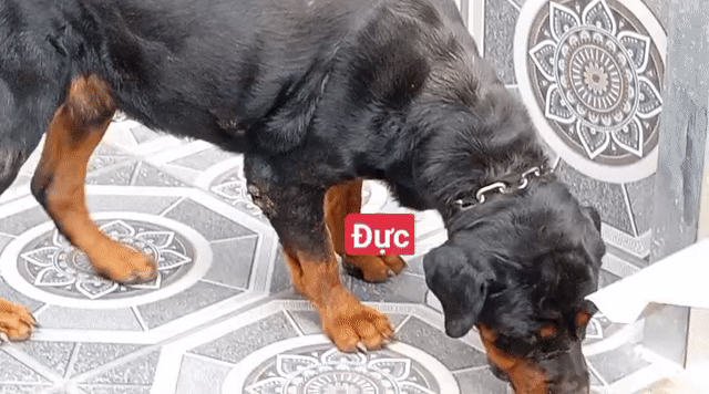 rottweile đực tơ. Mua bán Chó tại Thành phố Bà Rịa Bà Rịa - Vũng Tàu được đăng bởi thuy tran hình 1