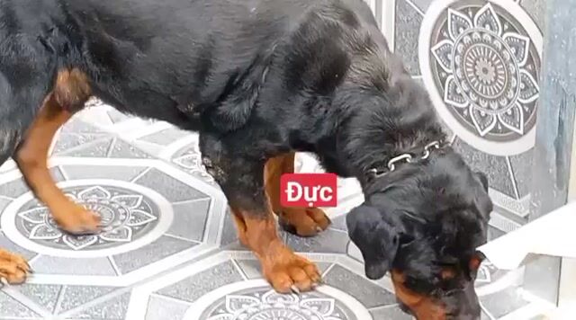 rottweile đực tơ. Mua bán Chó tại Thành phố Bà Rịa Bà Rịa - Vũng Tàu được đăng bởi thuy tran hình 1