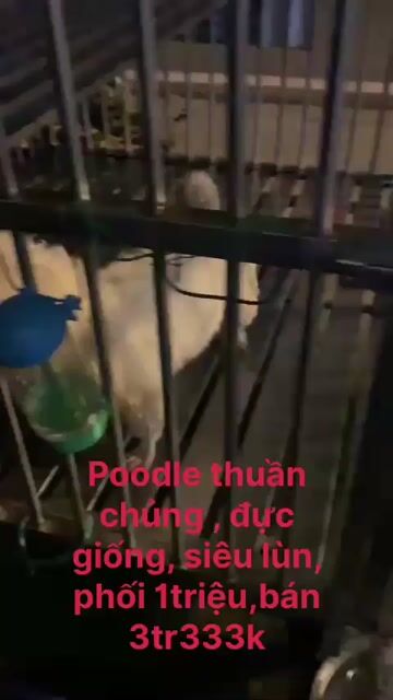 Poodle thuần chủng , đực giống, siêu lùn, phối 1tr. Mua bán Chó tại Quận 8 Tp Hồ Chí Minh được đăng bởi Cửa Hàng Thanh Lý Đồ Cũ Mới hình 1