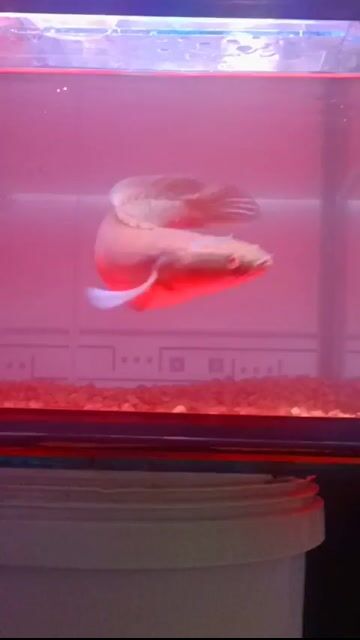 CÁ LÓC BRT ĐỎ Size 28-30cm. Mua bán Thú cưng khác tại Thành phố Dĩ An Bình Dương được đăng bởi Bin Bin hình 1