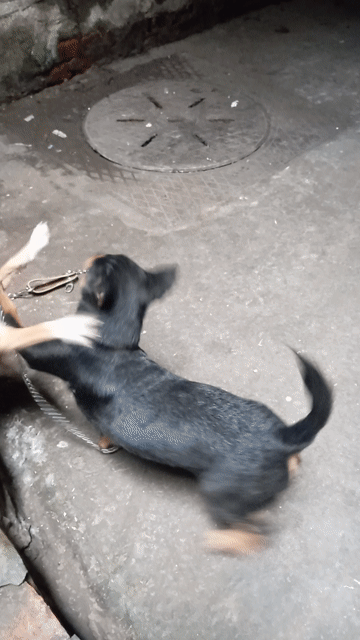 Chó Chihuahua lai nhỏ nhắn. Mua bán Chó tại Quận Hai Bà Trưng Hà Nội được đăng bởi Phạm Truc hình 1