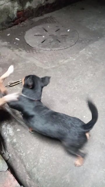 Chó Chihuahua lai nhỏ nhắn. Mua bán Chó tại Quận Hai Bà Trưng Hà Nội được đăng bởi Phạm Truc hình 1