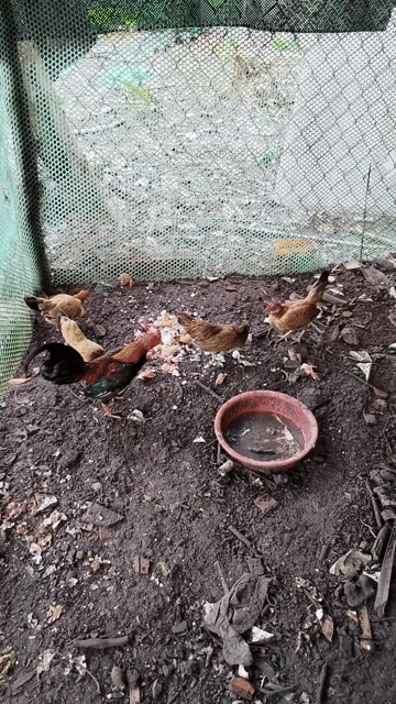 tre bắc 6con chuồn mái ấp tất cả 3tr. Mua bán Gà tại Thị xã Bến Cát Bình Dương được đăng bởi BMĐSAH hình 1