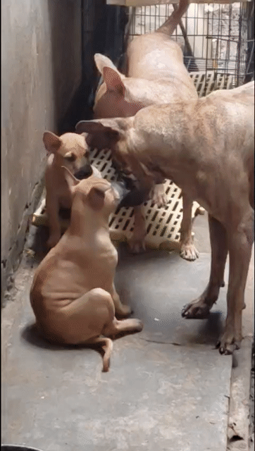 Chó Phú Quốc cái 65 ngày tuổi. Mua bán Chó tại Quận 7 Tp Hồ Chí Minh được đăng bởi văn Chiến  hình 1