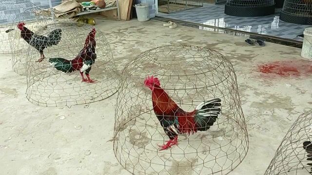 Gà Đực. Mua bán Gà tại Huyện Mỹ Tú Sóc Trăng được đăng bởi Tiền Gà  hình 1