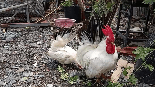 Bán bầy gà thái con. Mua bán Gà tại Huyện Long Thành Đồng Nai được đăng bởi Nguyễn Văn Hậu hình 1