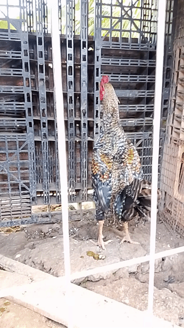 Gà chọi Peru Mỹ Gà tơ 2.8kg. Mua bán Gà tại Huyện Cái Bè Tiền Giang được đăng bởi Duy peru Mỹ  hình 1