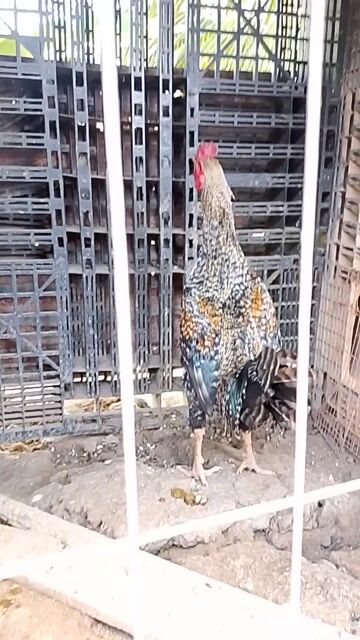 Gà chọi Peru Mỹ Gà tơ 2.8kg. Mua bán Gà tại Huyện Cái Bè Tiền Giang được đăng bởi Duy peru Mỹ  hình 1