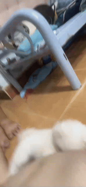 Chó Phốc Sóc lai Chihuahua cái 4 tháng. Mua bán Chó tại Thành phố Thủ Đức Tp Hồ Chí Minh được đăng bởi Vũ Yến hình 1